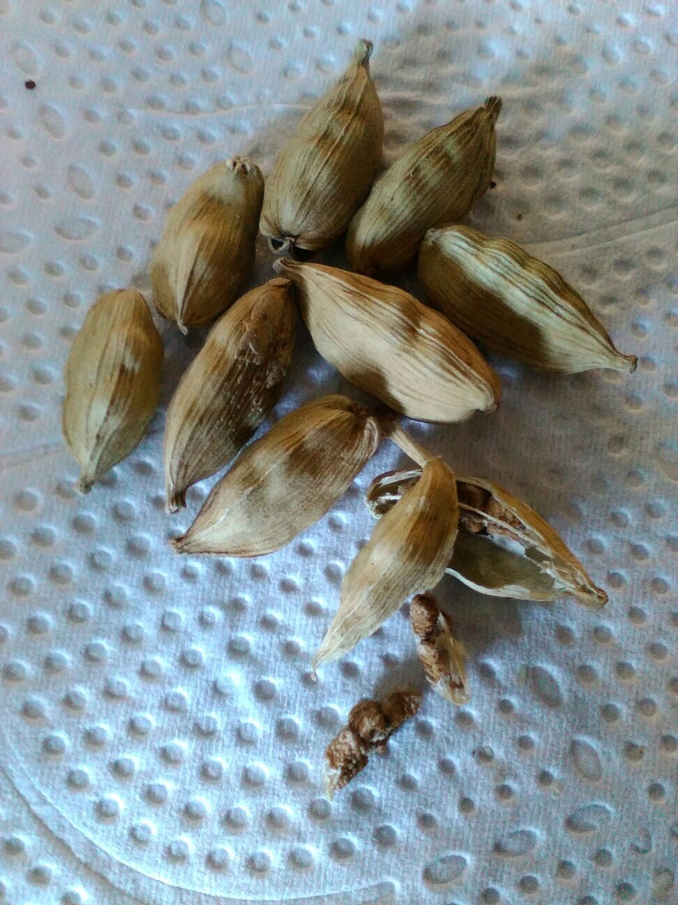 cardamomo