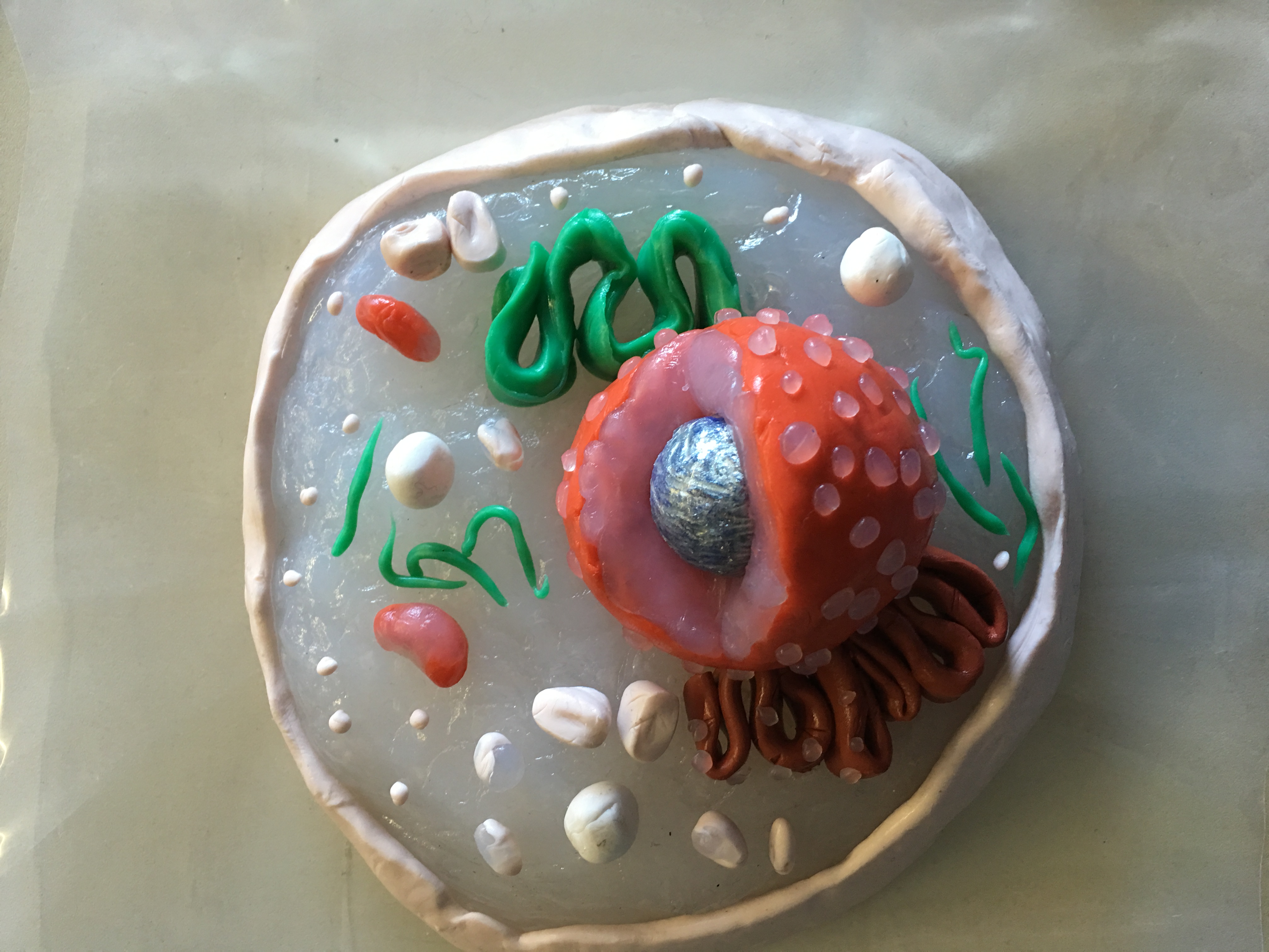 cellula animale