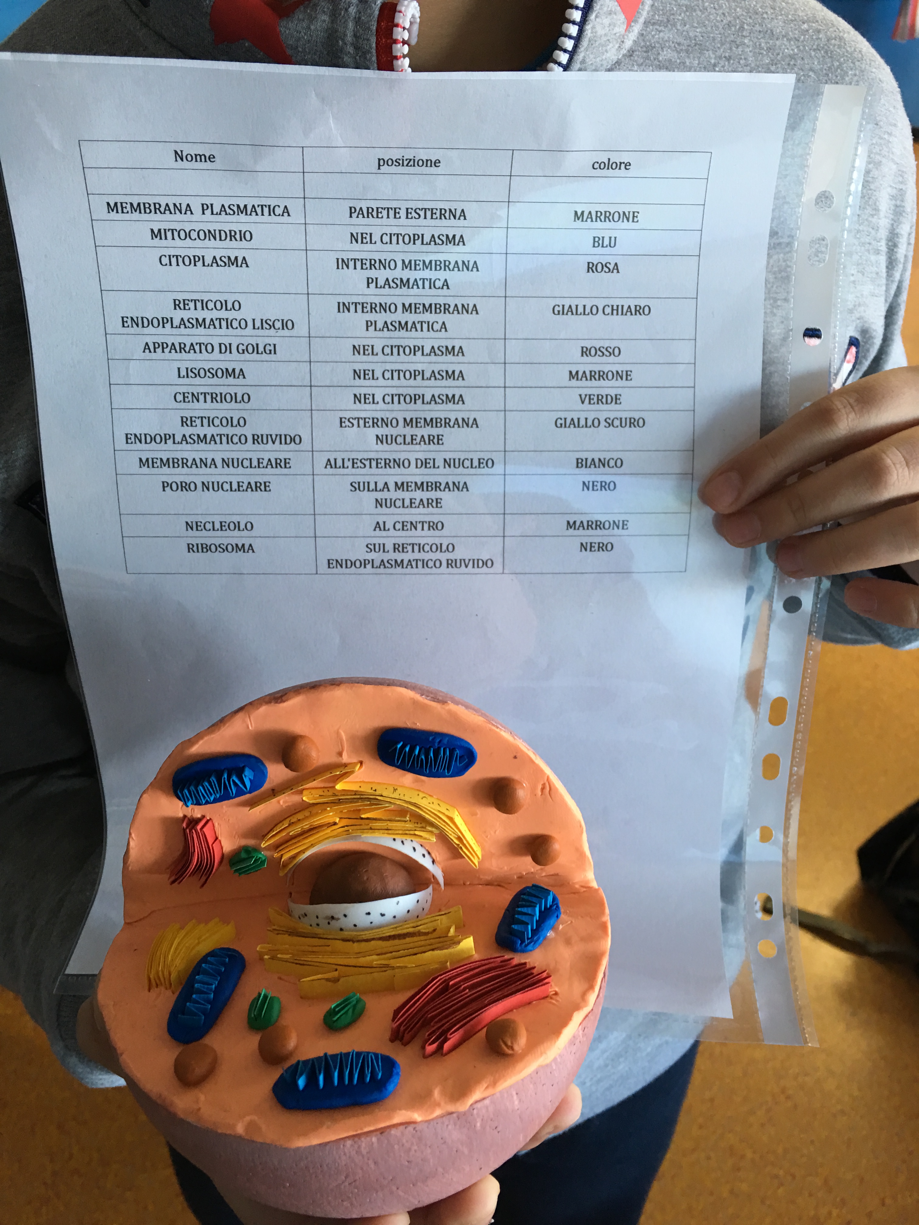 cellula animale con glossario